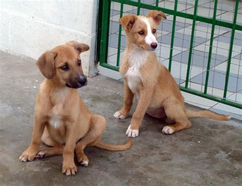 canile ponderano|Cani da Adottare a Biella